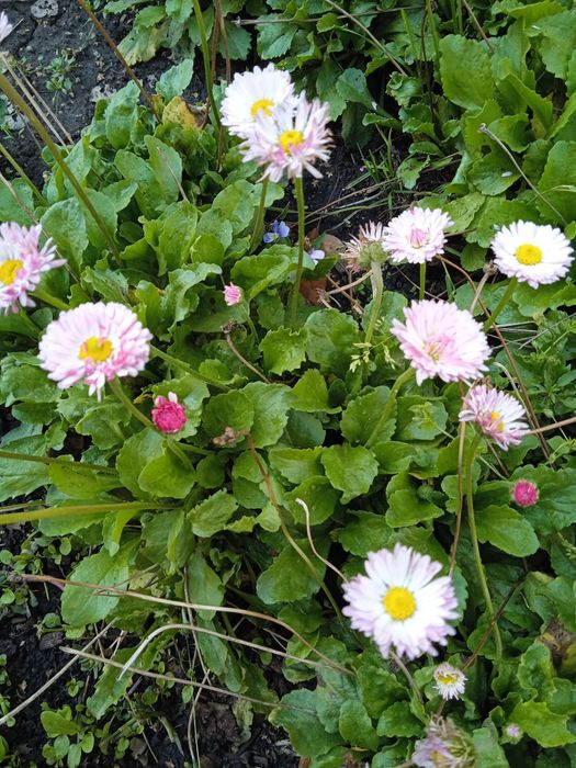 Продам маргаритки