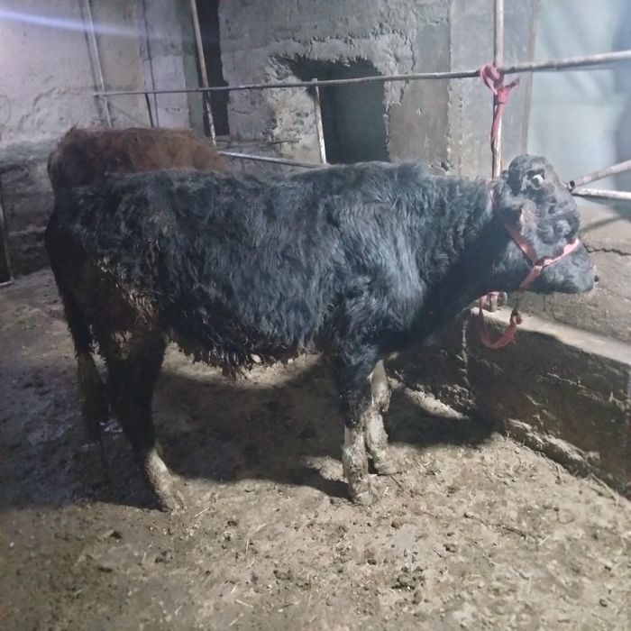 Навосча сотилади зур