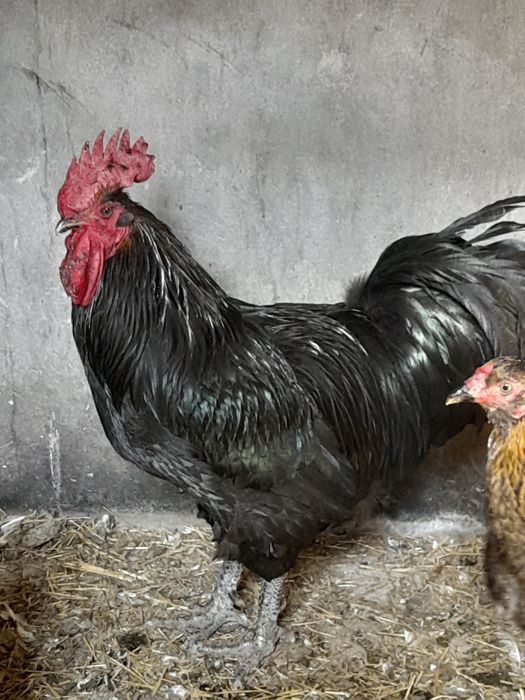 Джерсийский гигант