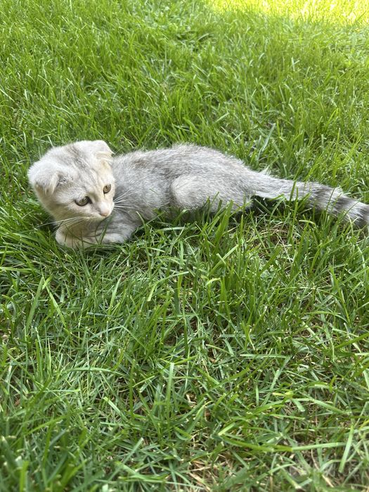 Scottish Fold кошечка/Chiroyli urg‘ochi Scottish mushukcha sotiladi