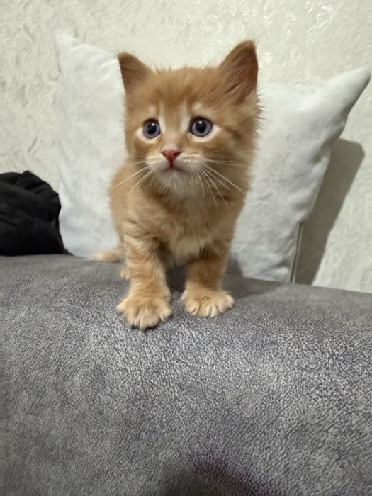 Продам котенка