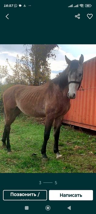 Арабский жеребец чистокровный