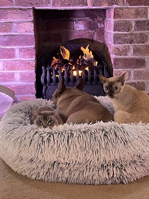 Легло за домашни любимци, за кучета и котки 76х76 см, Best Friends by