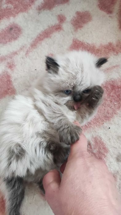 Персийски котета - колор пойнт