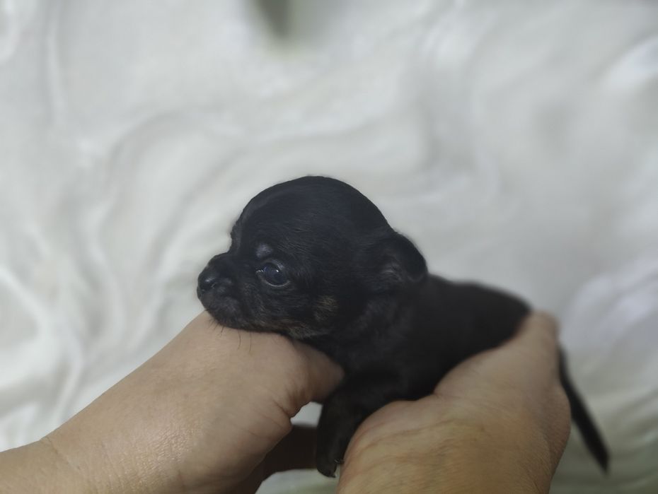 Продаются  щенки чихуахуа