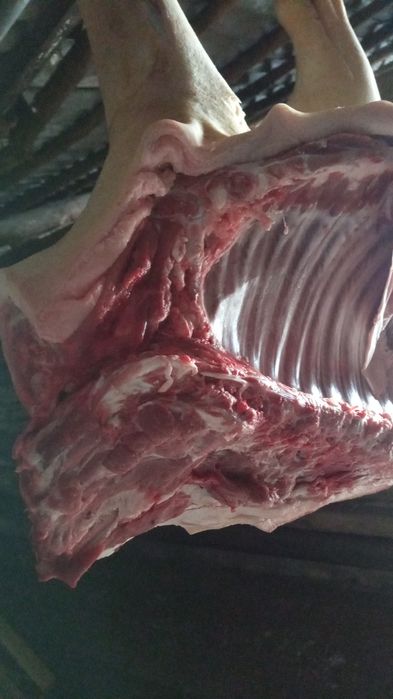 Продам мясо, свинина домашняя.