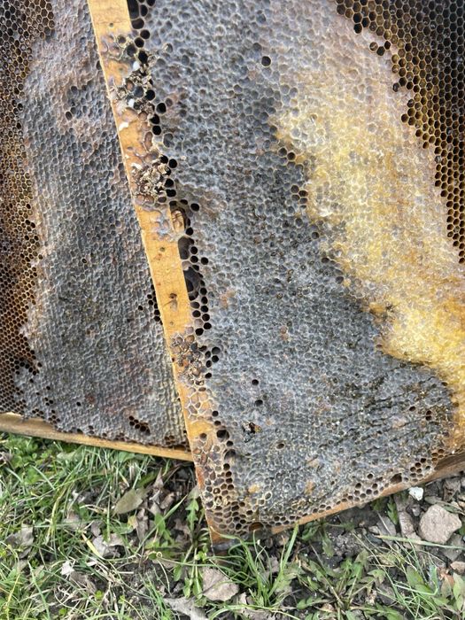 Пчелни рамки Дадан блат ПЛОДНИКОВИ