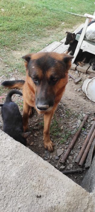 Щенки немецкой овчарки