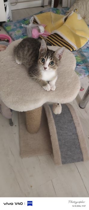 Девочка котенок возраст 2мес