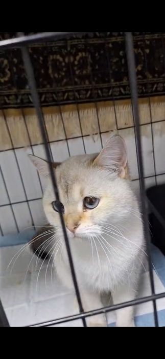 В добрые руки отдам