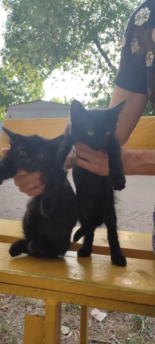 Котята в хорошие руки