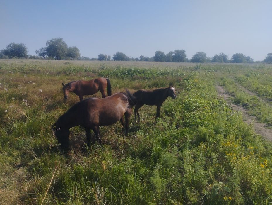 Сатылады Құлынды бие, байталдар