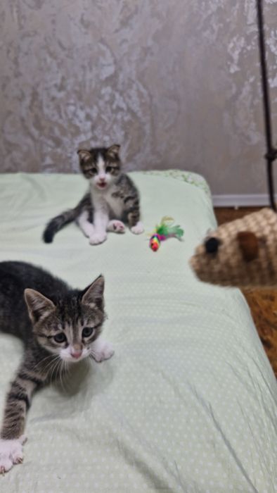 Отдам котят в ответчтвенные руки