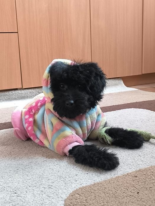 Карликовый пудель