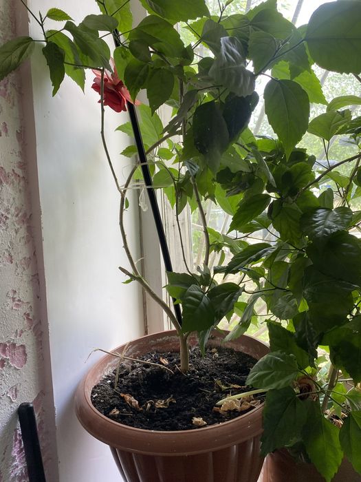 Розы в горшке