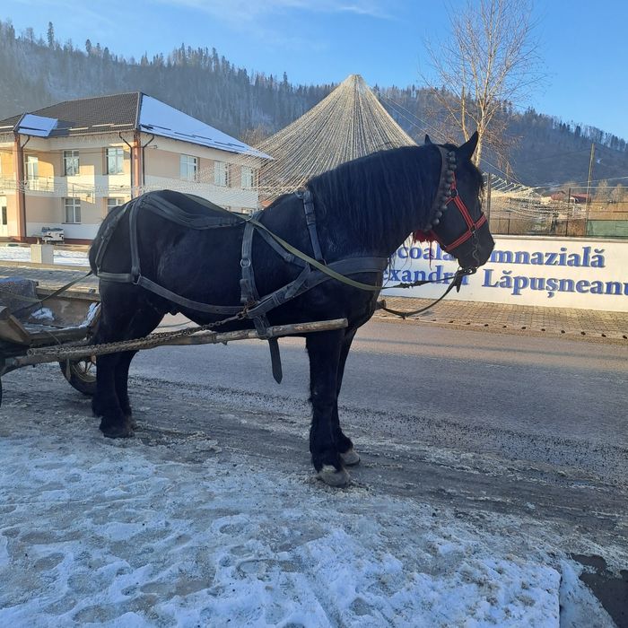 Armăsar Negru Corb Este un Cal domol
