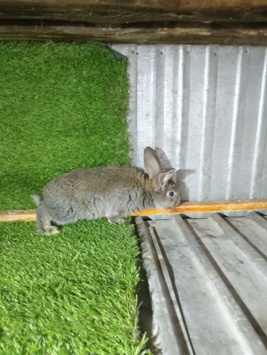 Крольчата фландер.