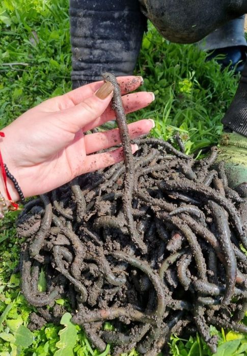 Vand râme negre,gigant de stuf