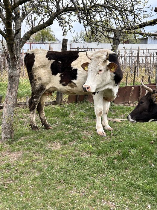 Vaca baltata romaneasca