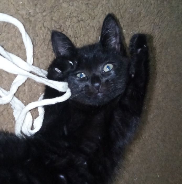 Отдам котят 2 мес, котики