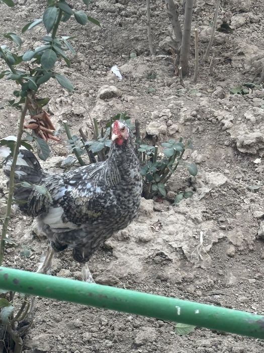 Продам курицу и петуха