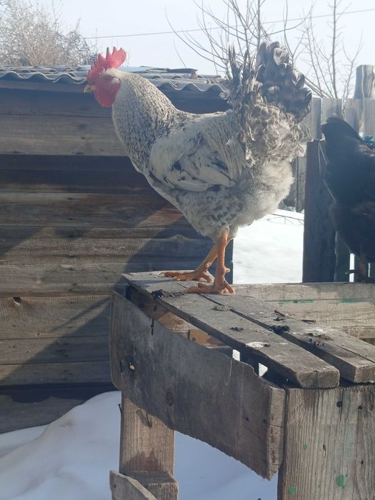 Продам прошлогодних петухов