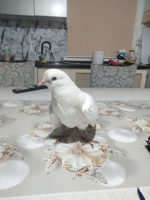 Кептер сатылады цена 20к