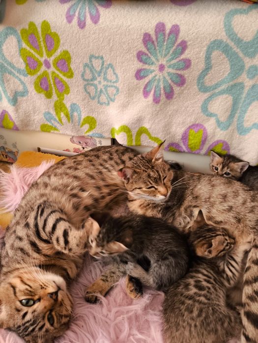 Котята ищут новый дом