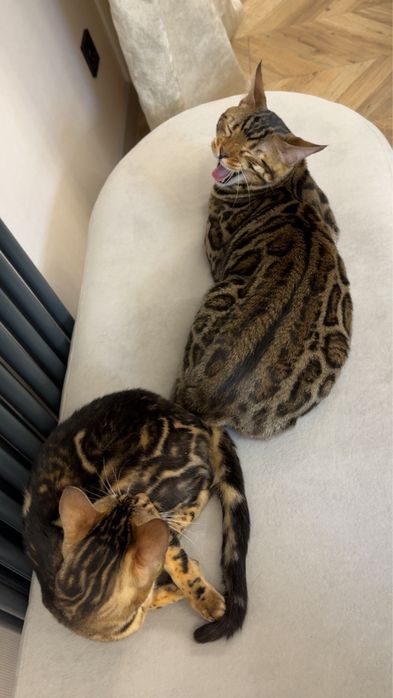 Продам Бенгальских кошек