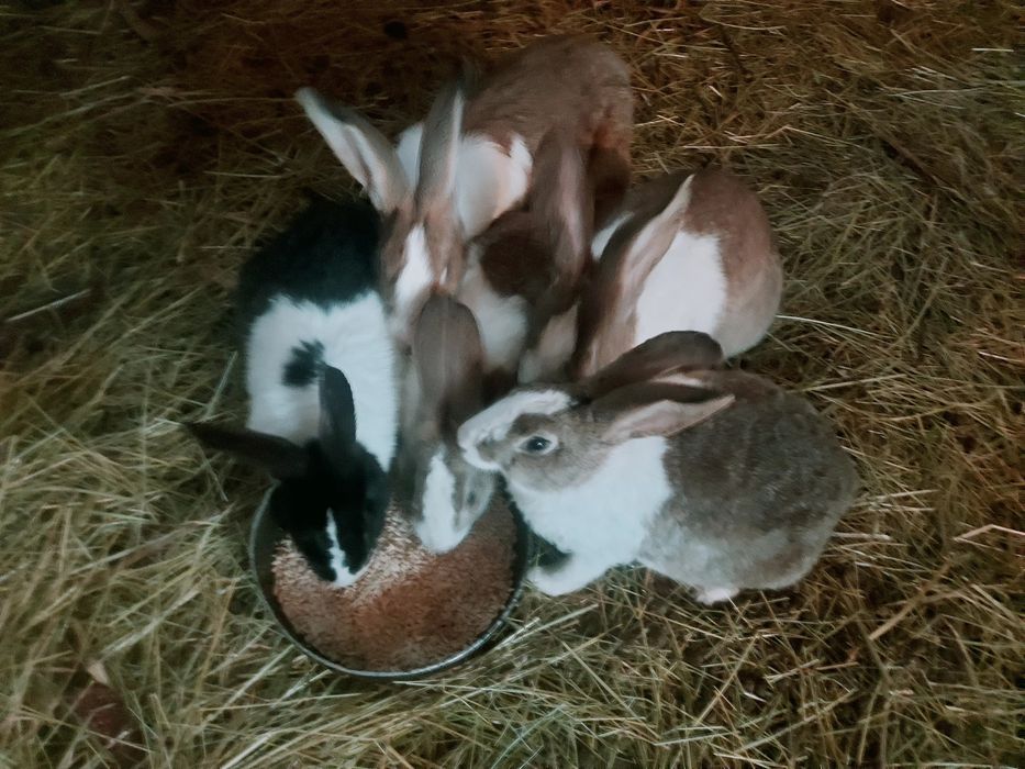 Vând iepuri Hicole .