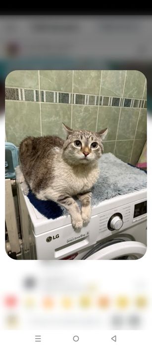 Пристраивается котик