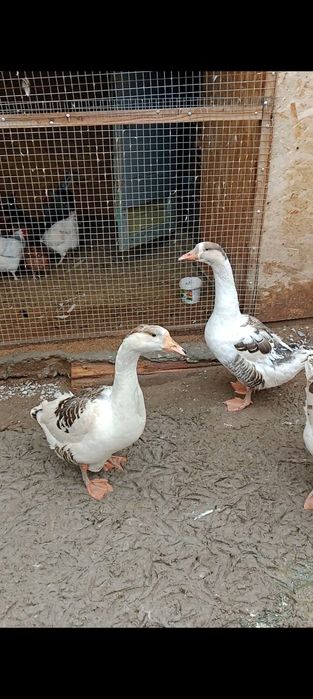 Продаются крупные гуси