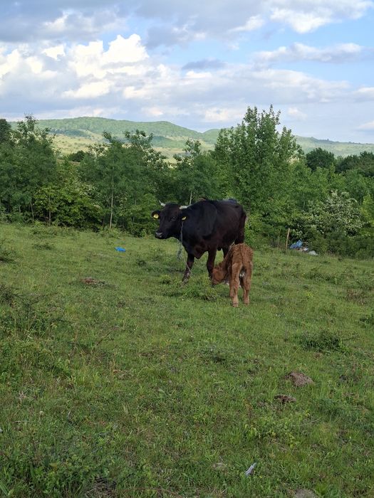 Vand vaca cu vițel(tăuras)