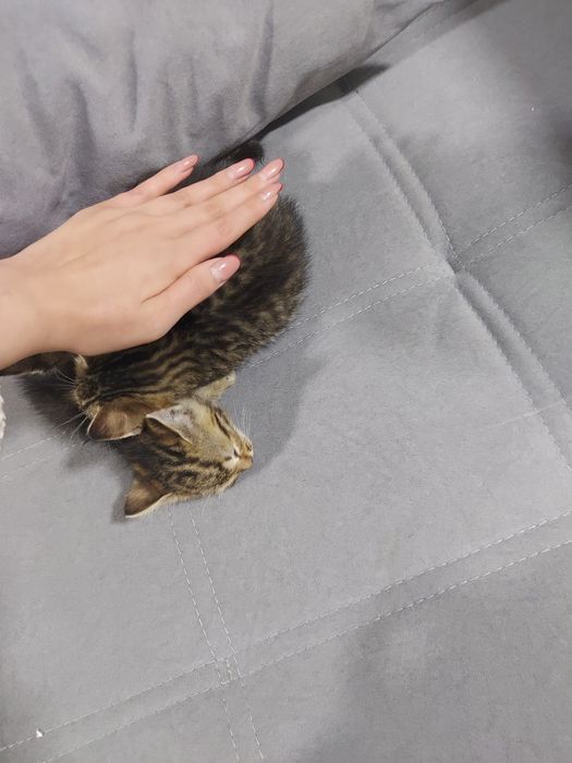 Отдам котят даром