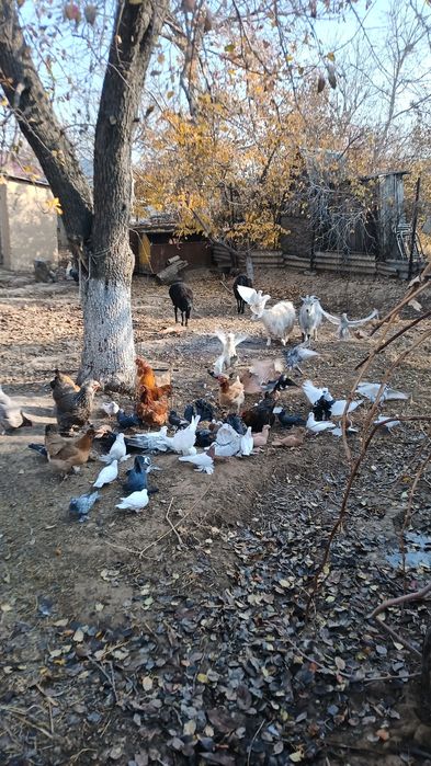 Козы девочки годовалые