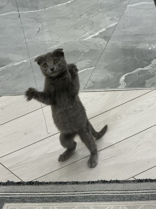 Шотландская вислоухая кошка