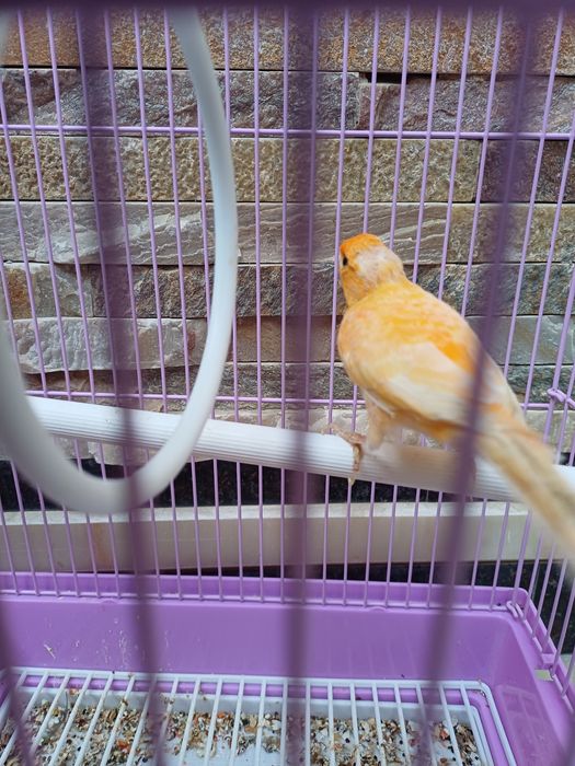 Конорейка сотилади