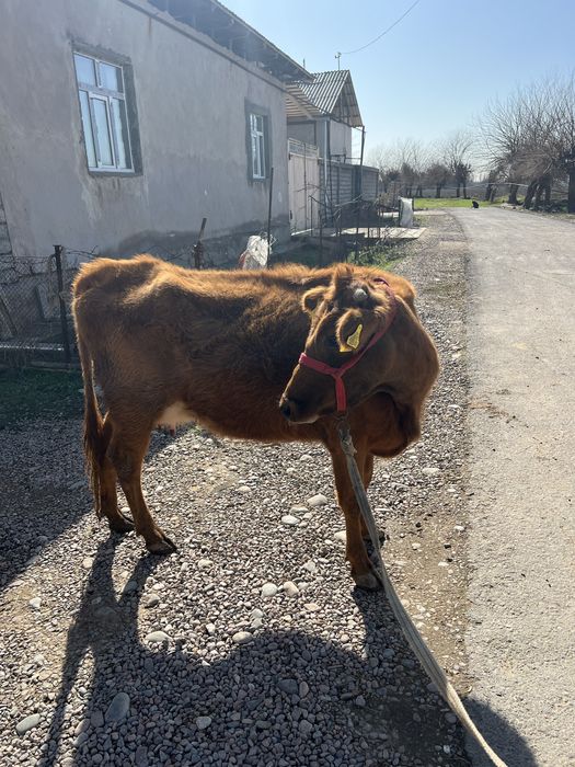 Ona bola sigir bolasi urgʻochi 20 mln kami bor