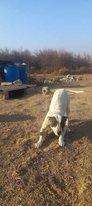 Ит сатылады быр туган