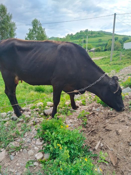 Продам корову!!!