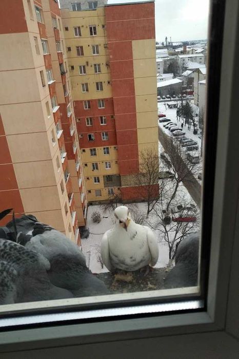 Inchiriez apartament 4 camere, Bl H4, B-dul Traian