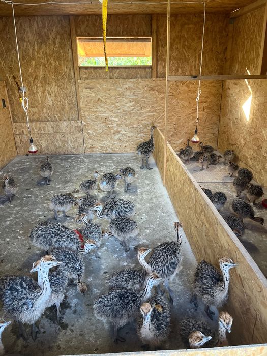 Pui de struț negru african