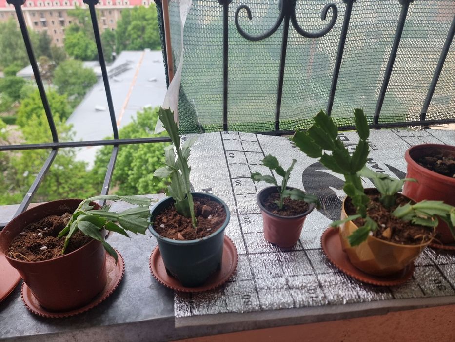 Декбрист комнатных цветок Янги пересадка килинган 3-4 кунда жонланиб к