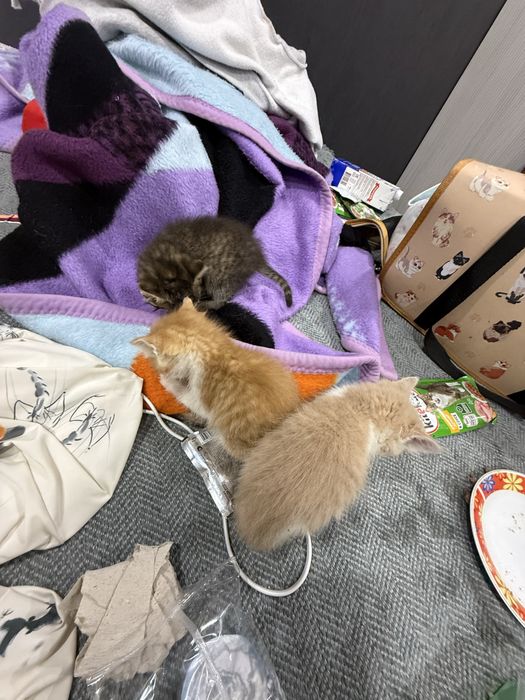 Отдам котят маленьких