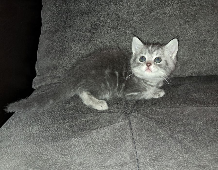 Шотландский прямоухий мальчик