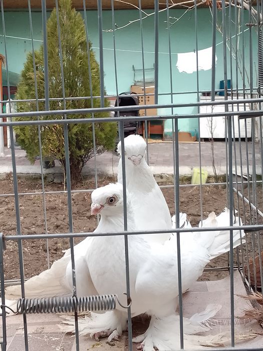 Голуби чубатый тараз