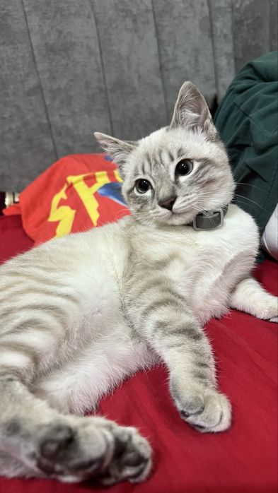 Отдам в хорошие руки Тайскую кошку 6 месяцев от роду