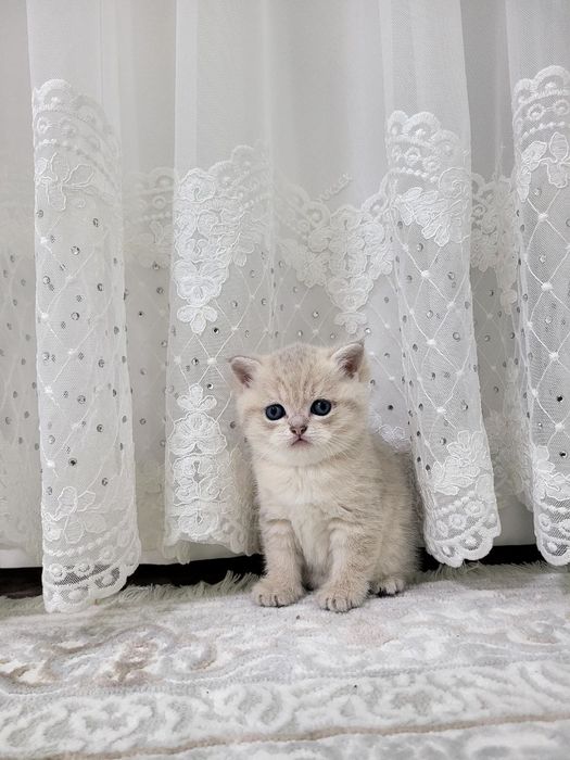 Mushukchalar Sotiladi