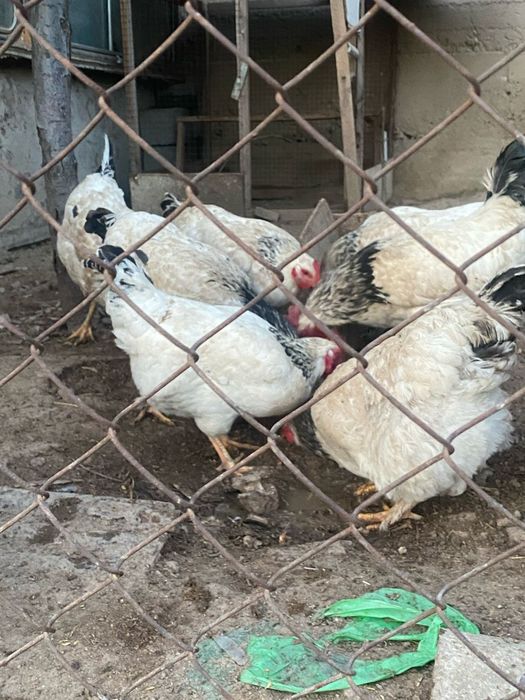 Продаётся куры Порода АДЛЕР