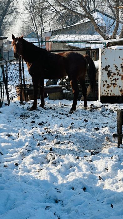 Айғыр саттылады.